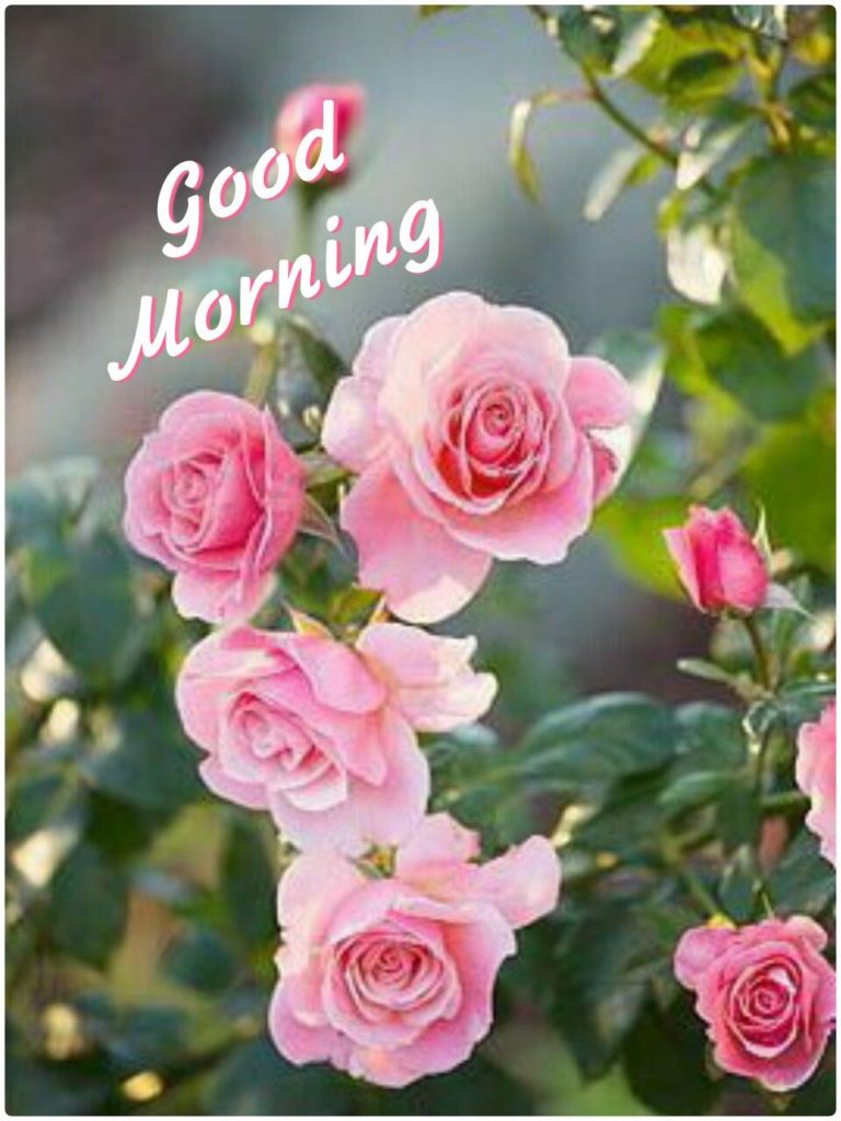 Good Morning Images With Flowers HD