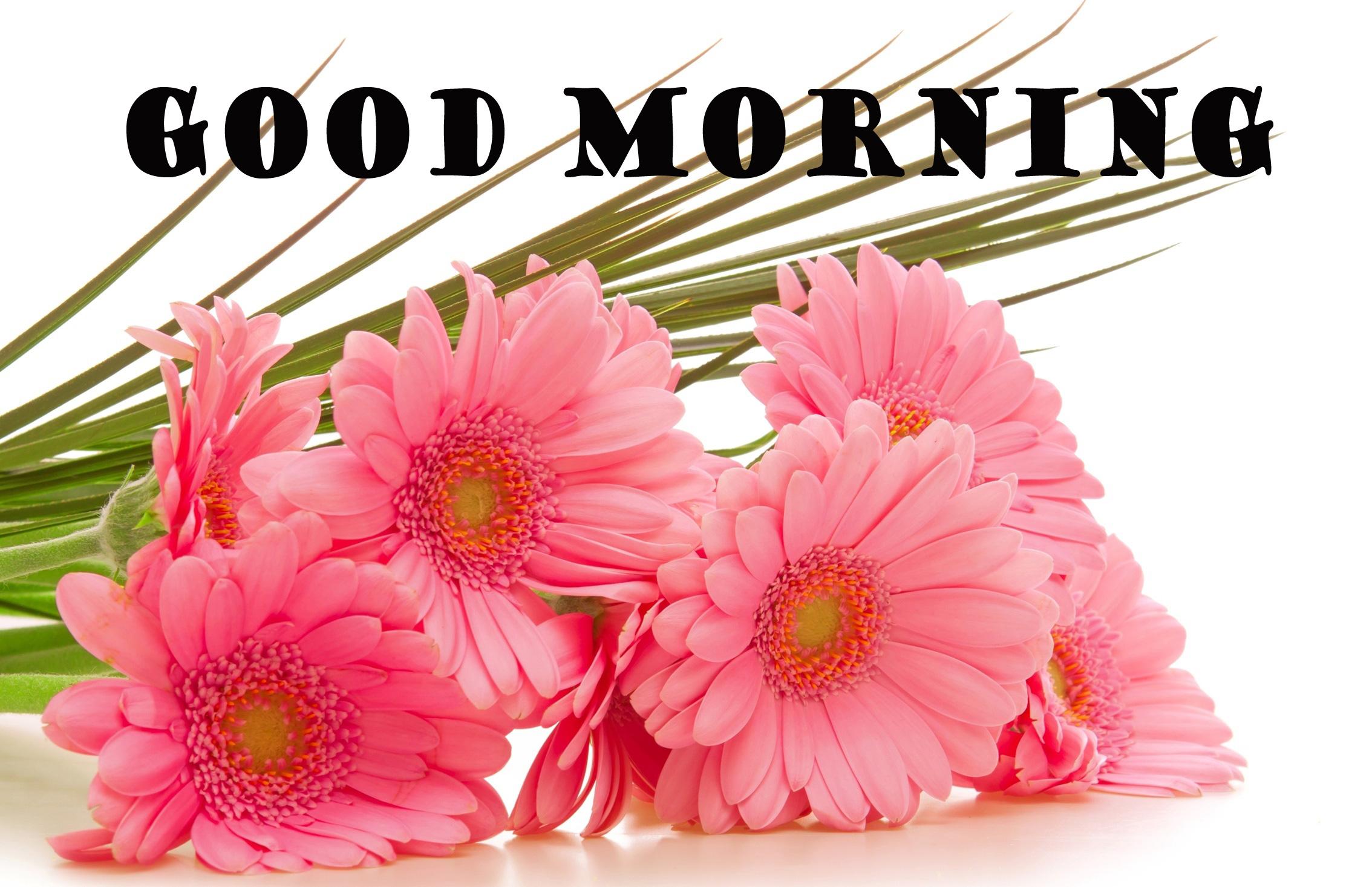 Good Morning Images With Flowers HD