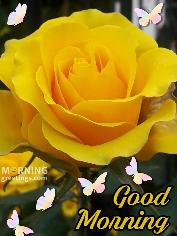 51+ Good Morning With Rose Images & Romantic Rose Flowers